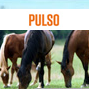 Anasac-crece-en-negocio-veterinario.png