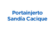 Portainjerto-sand-a-Cacique-web.jpg