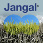 banner-jangal-90x90.jpg
