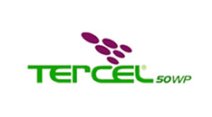 tercel.jpg