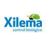 xilema-90x90.jpg